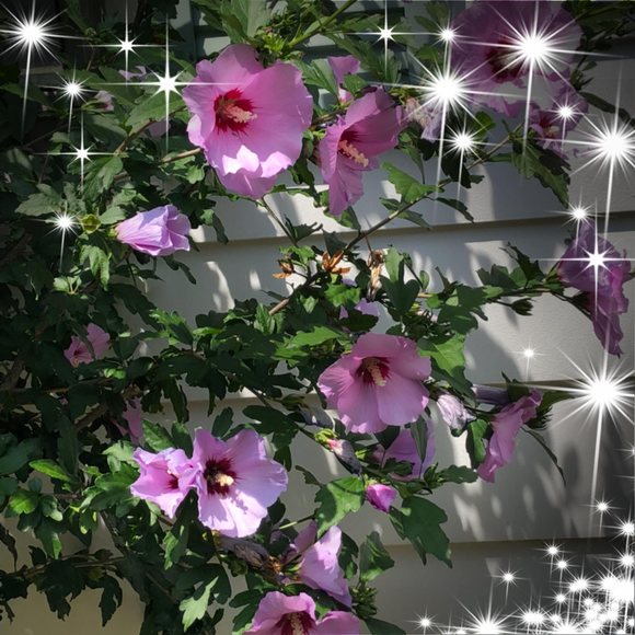 Meet your Posher, Mechelle - Picture 1 of 1